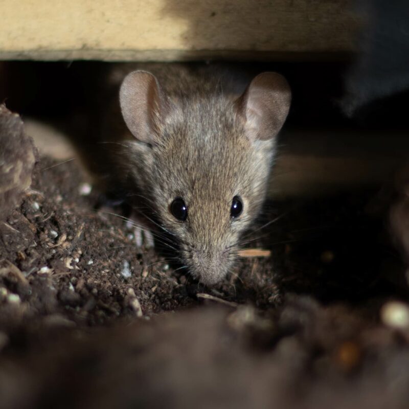 Comment repérer une infestation de rats dans les espaces de stockage alimentaire ? Lingolsheim 0