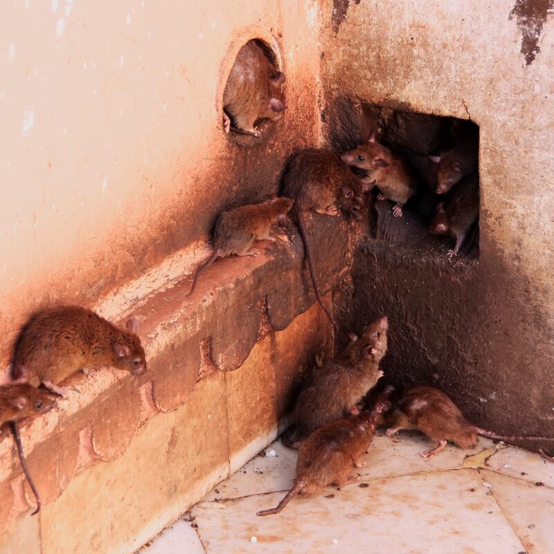 Comment repérer une infestation de rats dans les espaces de stockage alimentaire ? Illkirch-Graffenstaden 3