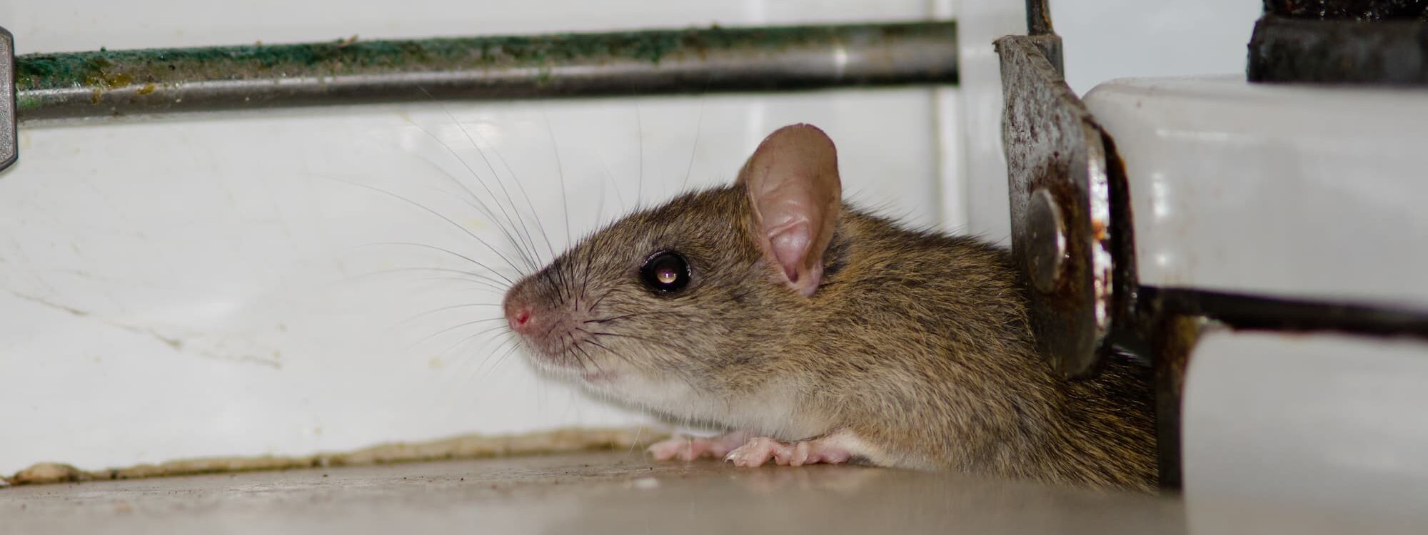 DERATISATION_PROFESSIONNELLE7 2000X750 | Nuisifix Pourquoi les souris préfèrent-elles nicher dans les isolations thermiques des maisons ? Hœnheim