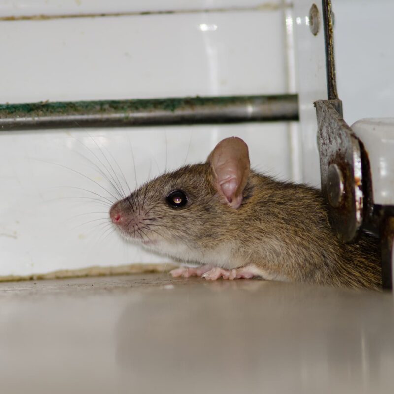 Comment repérer une infestation de rats dans les espaces de stockage alimentaire ? Obernai 2