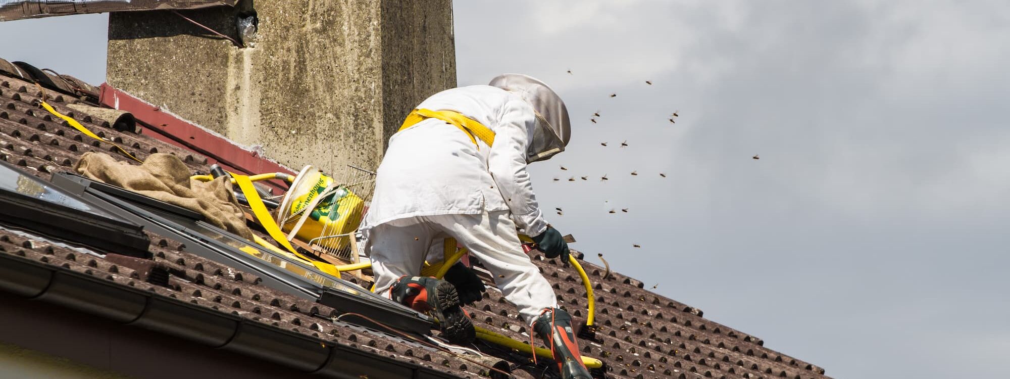 Pourquoi les frelons asiatiques construisent-ils des nids dans les greniers et sous les toitures ? Brumath
