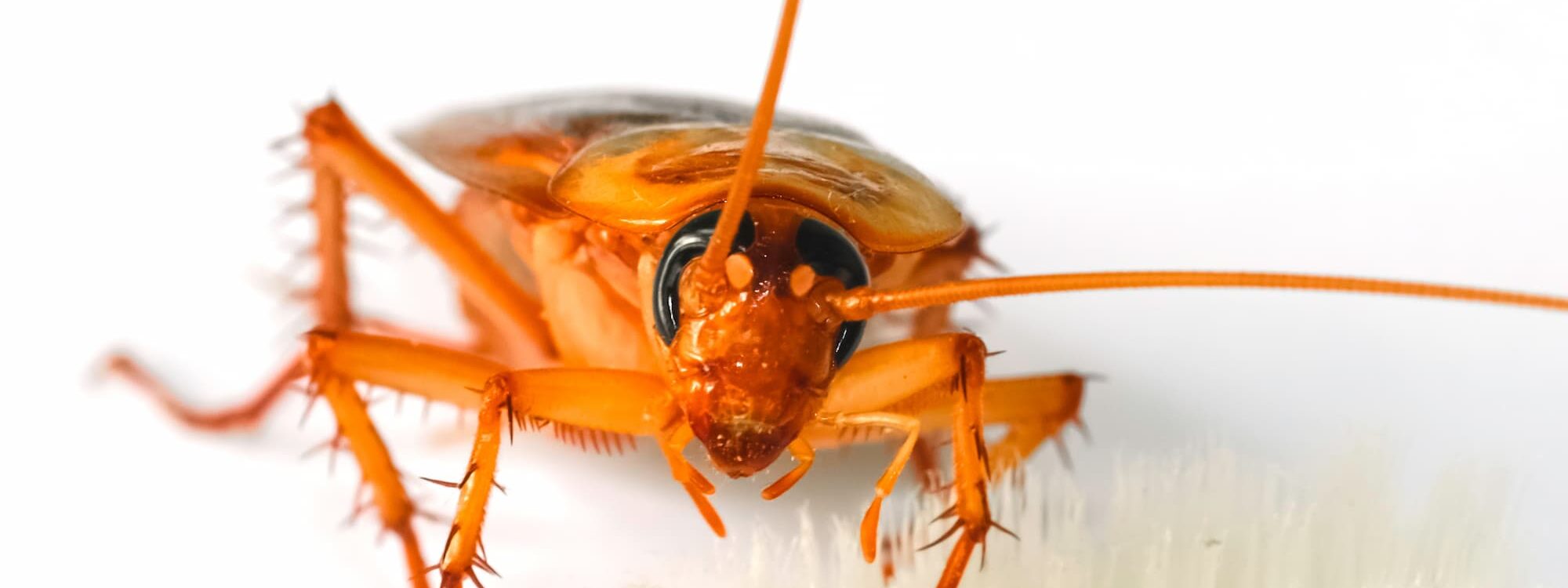 Quels sont les dangers sanitaires d’une infestation de blattes dans votre cuisine ? Ostwald