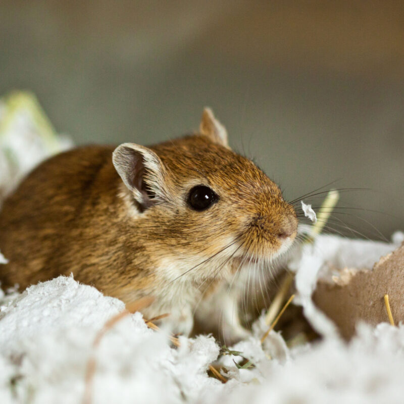 Comment repérer une infestation de rats dans les espaces de stockage alimentaire ? Sélestat 1