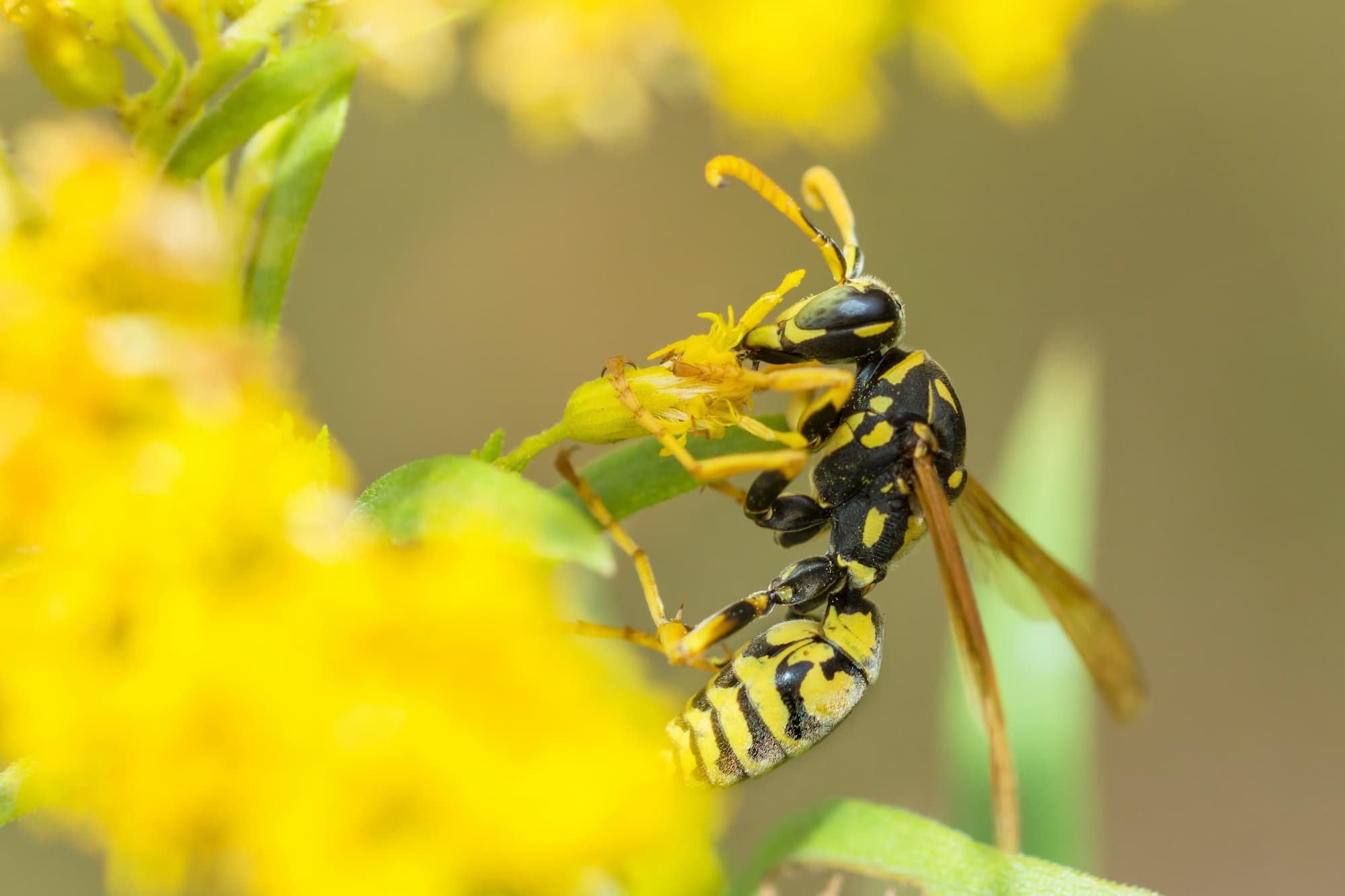 Comment repérer un nid de guêpes dans votre jardin avant qu’il ne devienne dangereux ? Ostwald