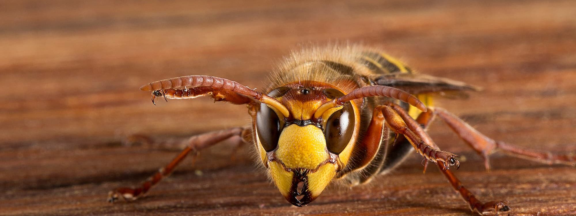 Quels sont les meilleurs répulsifs naturels pour éloigner les frelons de votre terrasse ? Ostwald