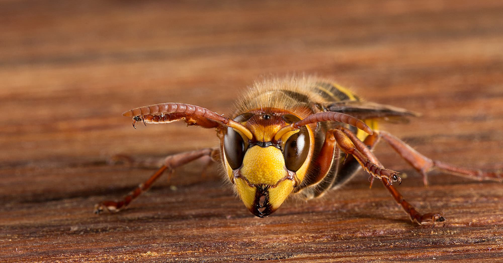 Quels sont les meilleurs répulsifs naturels pour éloigner les frelons de votre terrasse ? Ostwald