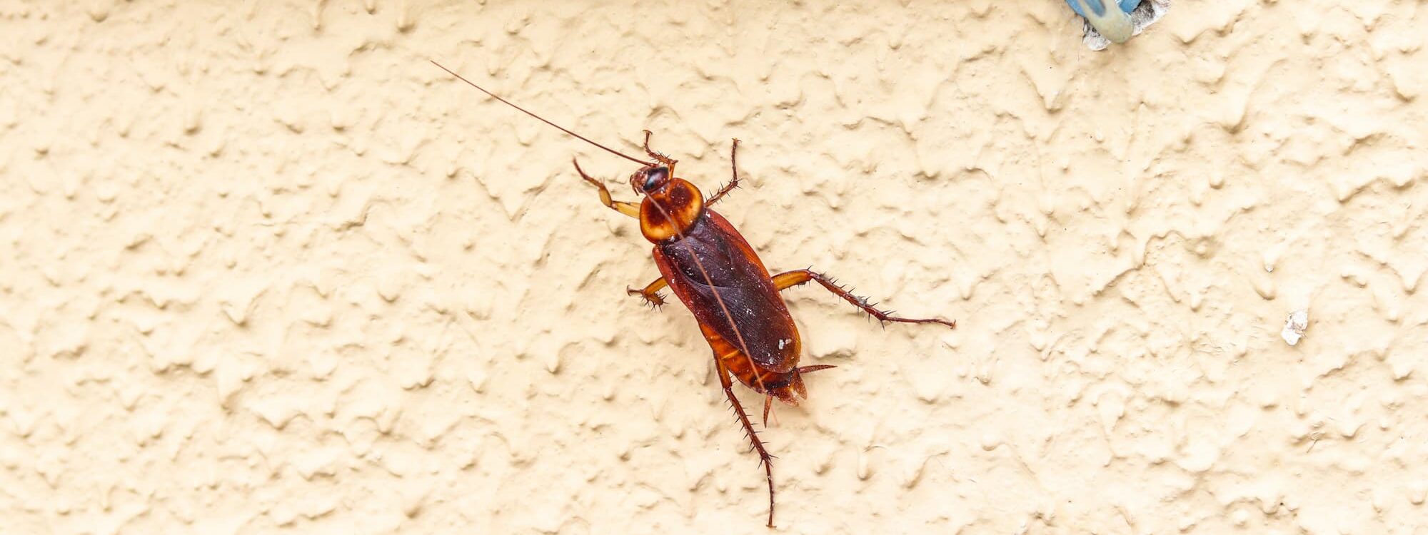CAFARDS 2000X750 | Nuisifix Comment empêcher les cafards de s’introduire dans votre maison ? Strasbourg