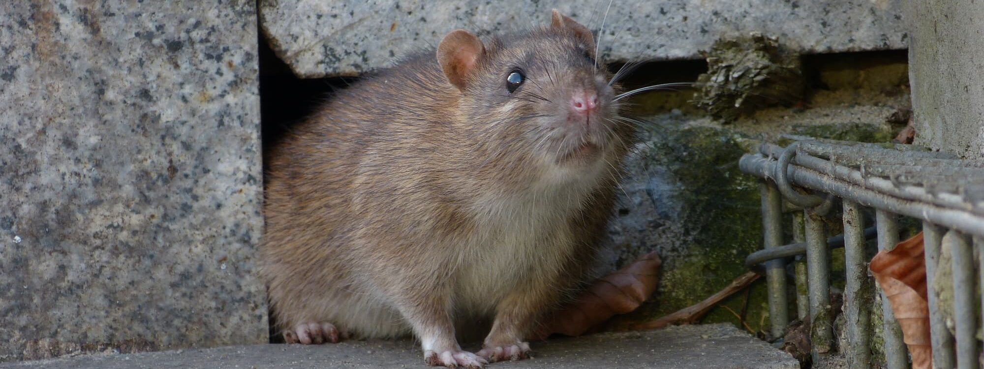 DERATISATION_PREVENTIVE_IMMEUBLES_ANCIENS 2000X750 | Nuisifix Pourquoi la dératisation préventive est-elle cruciale dans les immeubles anciens ? Lingolsheim