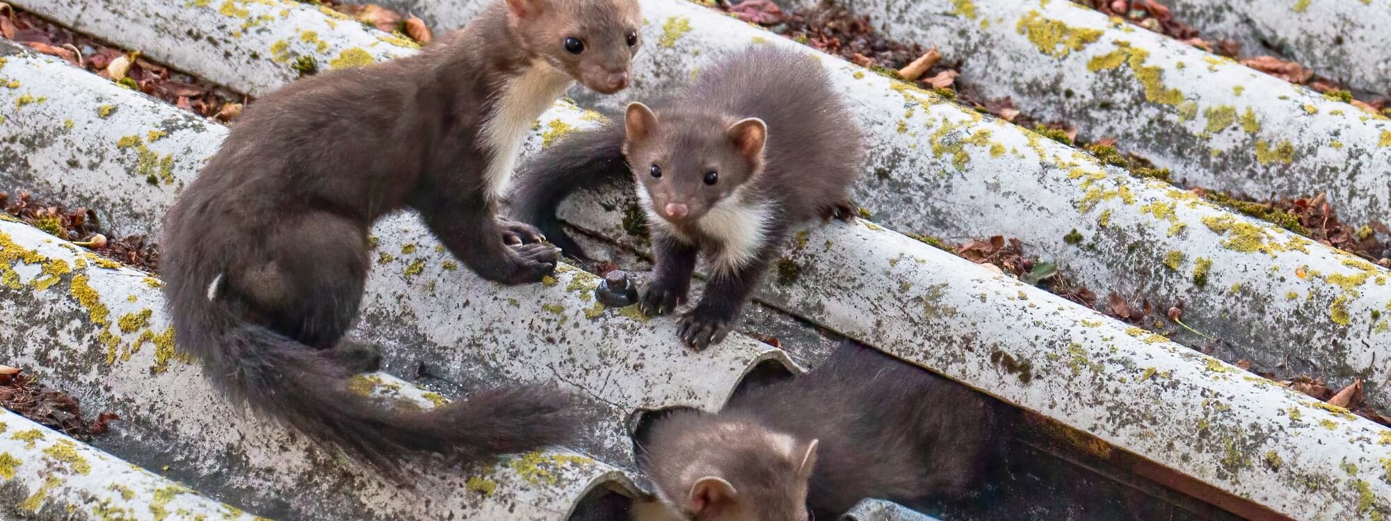 3 méthodes innovantes pour éloigner les martres de vos maisons sans les blesser Erstein