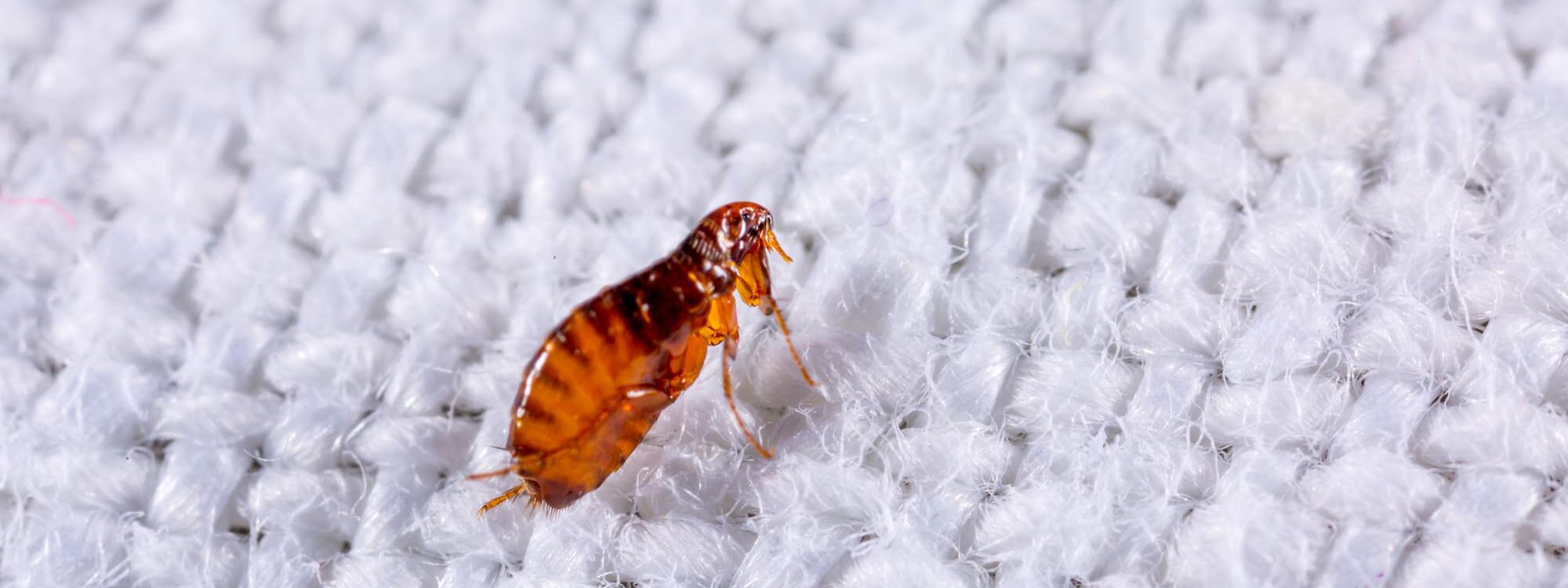 Les puces r&eacute;sistent-elles aux insecticides ? Nos solutions professionnelles Ostwald